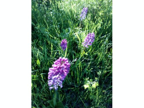 Ayen conserve sa troisi&egrave;me fleur